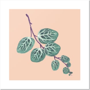 Peperomia Prostrata Leaf Posters and Art